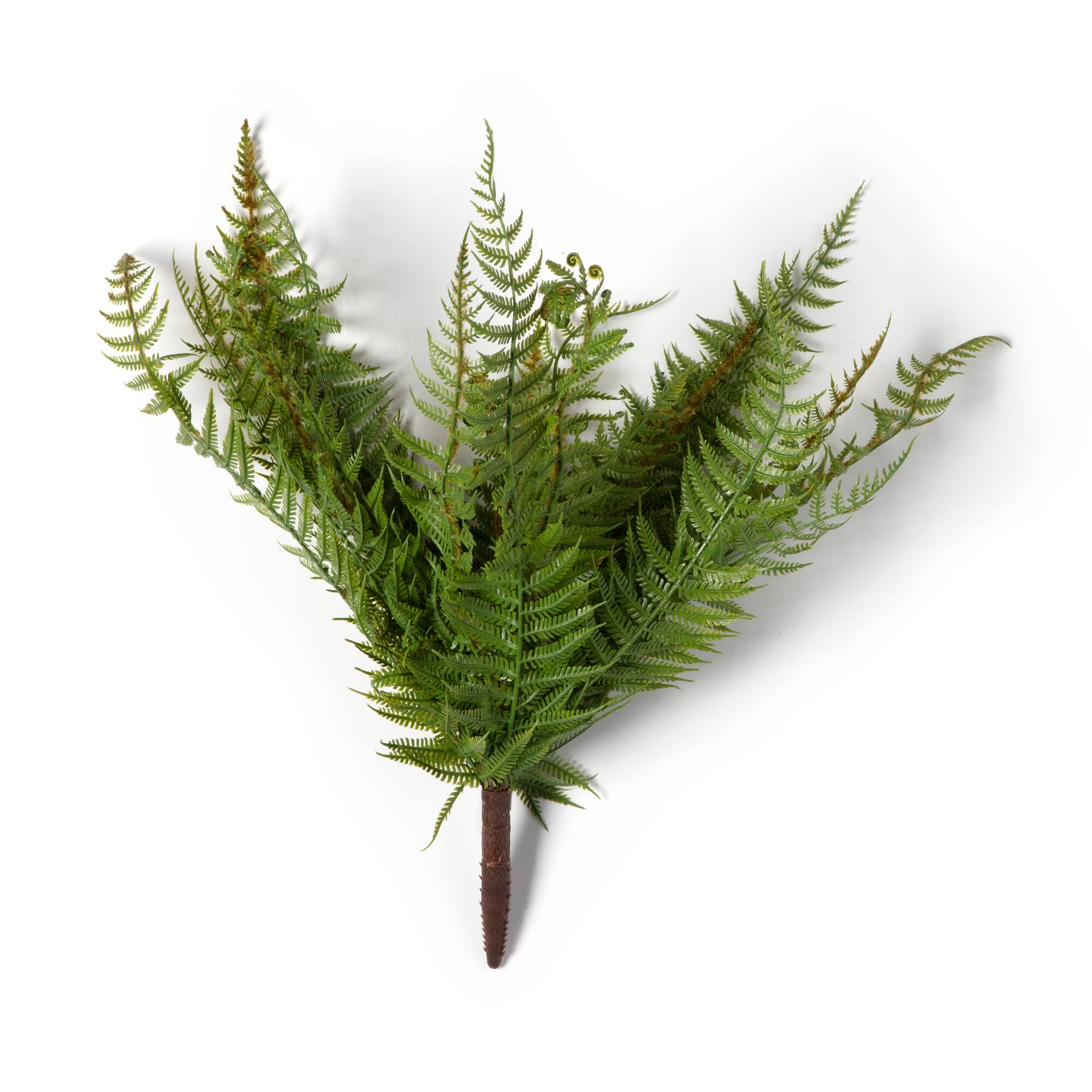 Boston Fern Bush by Ashland®